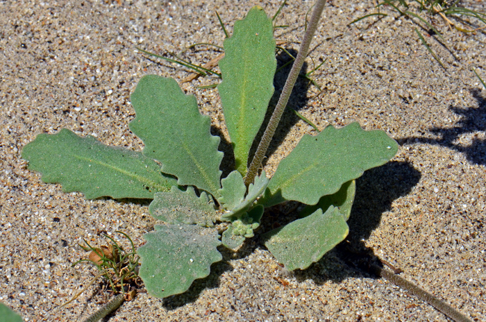 Spectaclepod has light green leaves, alternate; linear or oval lanceolate in shape with deeply dentate margins (some leaves are entire). Note leaves have dense pubescence (pubescence consists of star-like or stellate hairs). Dimorphocarpa wislizeni 